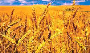 قیمت گندم